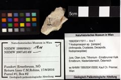 Foto (Objket + Etiketten) von Galatheoidea indet. 